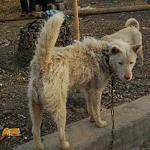流哈喇子的牧阳犬头像