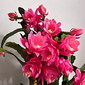 紫丁30563538头像