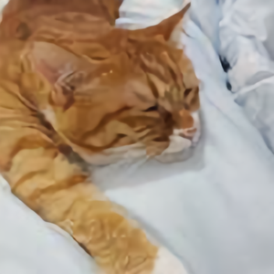 吹气球的猫头像