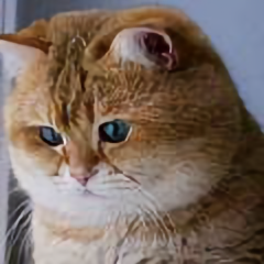 嘟嘟哥头像
