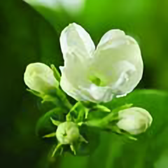 茉莉花开8451头像
