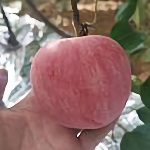 栖霞apple头像