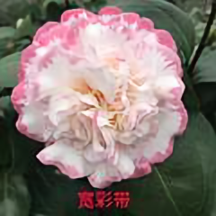 春哥茶花头像