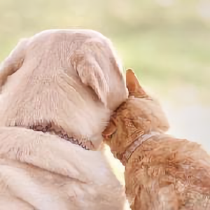 狗狗猫咪控头像