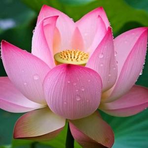 苏苏爱养生头像