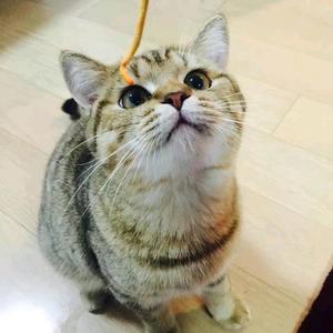 小宇宙车厘子头像