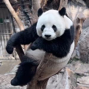 熊猫头像