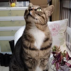 丘山一斛头像