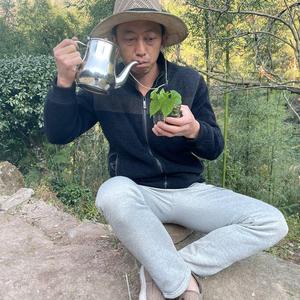 陈红苕头像