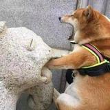 自强不息不说话头像