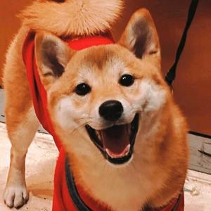 番茄3837772675682941头像