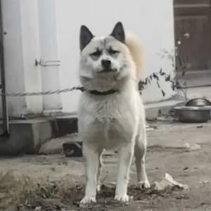 牛人户外土猎犬头像