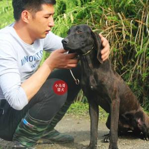 小马哥猎犬（普罗特护农队）头像