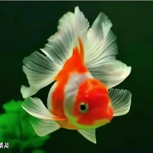 吕增光工笔画艺术作品头像