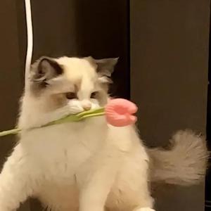 小呆头像