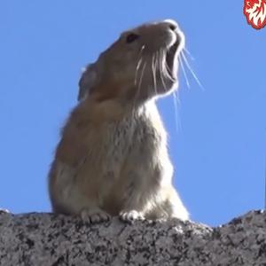 小成哥说影视头像