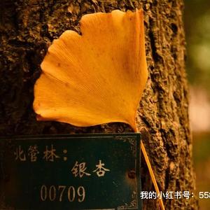 凫舄添翼爱钓鱼头像