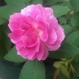 花仙子真情故事头像