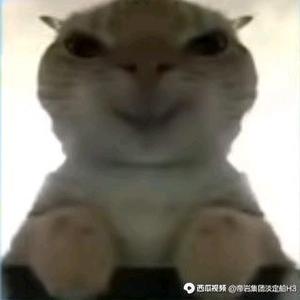 鸡你太美头像