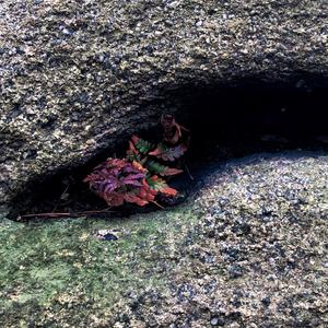 知游疑路头像