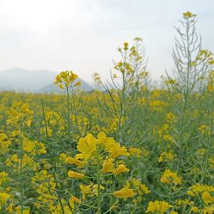 野钓小课堂头像