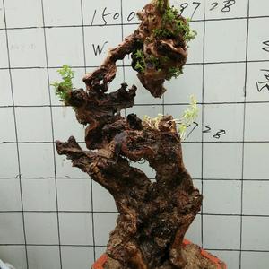 齐鲁盆景头像