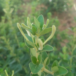 桑叶双瓜茶源头工厂头像