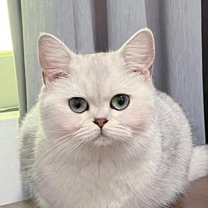 快乐的枫叶t头像