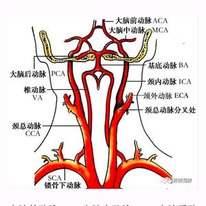 健康守护指引者头像