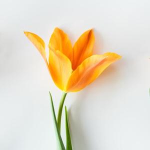 妮夏妈妈头像