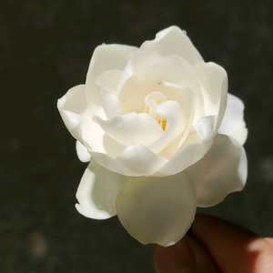 老韭菜根头像