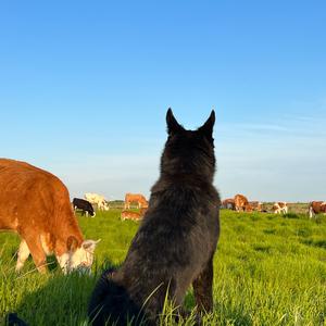 牧牛犬半斤八两头像