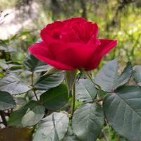 热血青年艾伯特0D4头像