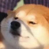不会朗读的文学爱好者头像