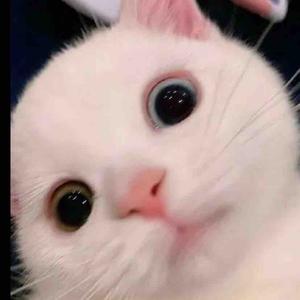 番茄剪辑可头像