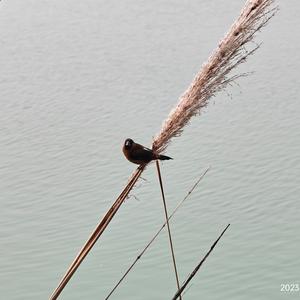 爱吃饺子的峰峰头像