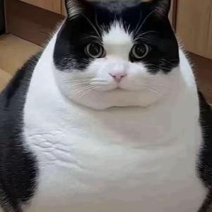 胖猫头像