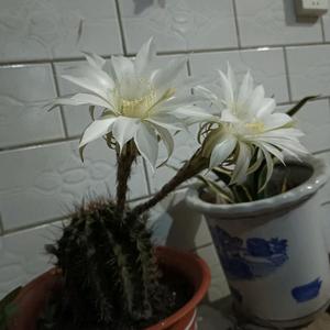 凯凯1815头像