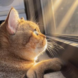 小虎不是狸花猫头像