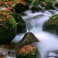 衍水流韵头像