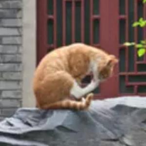 小心愿呀头像