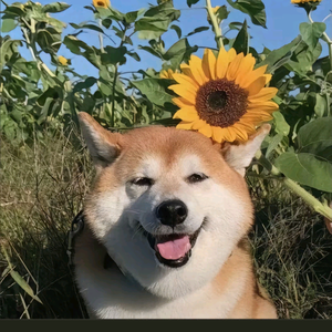 狗剩头像
