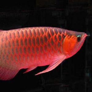 深水游余头像