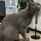 键盘猫咪头像
