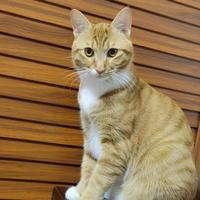 逍遥法外小王子头像