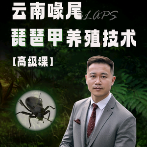 琵琶甲教父头像