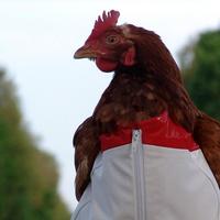 细腻杰西1d5头像