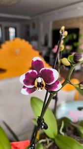 涛涛屋顶花园头像