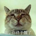 会算卦的猫头像