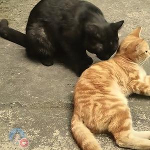 老李剪辑头像